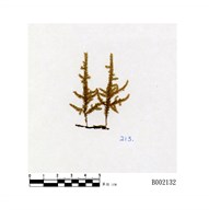 藏品(波葉苔)的圖片